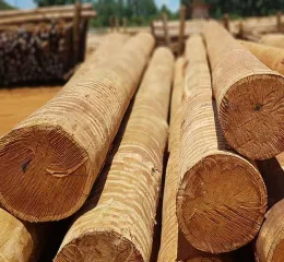 Eucalipto Tratado em Autoclave 