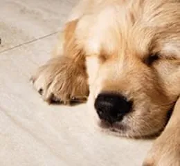 Linha Travertino Navona