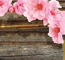 Coleção Wood - Gail