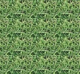 Grama Bermudas - Gramas Barreti