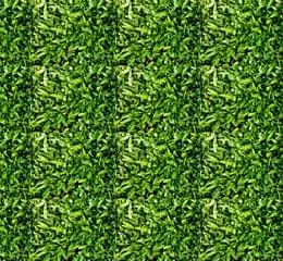 Grama São Carlos - Gramas Barreti