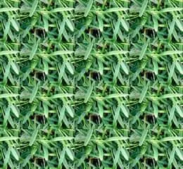 Grama Santo Agostinho - Gramas Barreti