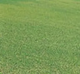 Grama São Carlos - Alves Gramas