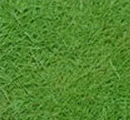 Grama Santo Agostinho - Alves Gramas