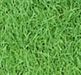 Grama Bermudas - Alves Gramas