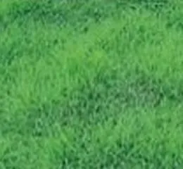 Grama Coreana - Alves Gramas