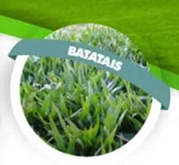 Grama Batatais - Edegramas