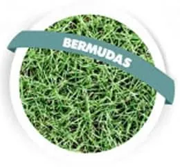 Grama Bermudas - Edegramas