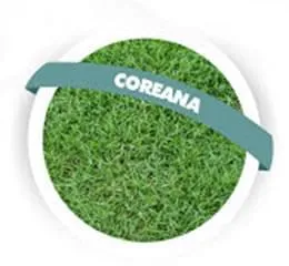 Grama Coreana - Edegramas