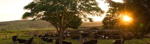 Arame Ovalado Cabeça de Boi