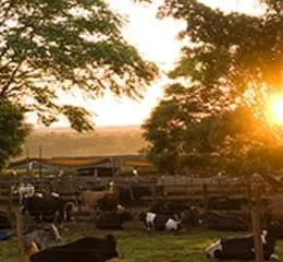 Arame Ovalado Cabeça de Boi