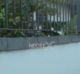 Capa Para Muro Chapim 75