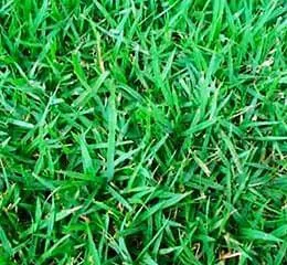 Grama Esmeralda + Equipe de plantio para sua obra