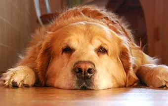 Pisos para pet: saiba especificar