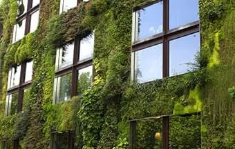 Muros verdes melhoram a qualidade do ar e oferecem conforto térmico a edifícios