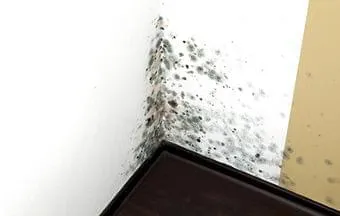 Bolor nas paredes pode causar danos às estruturas das edificações