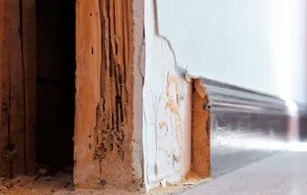 Como evitar infestação de cupins em edificações